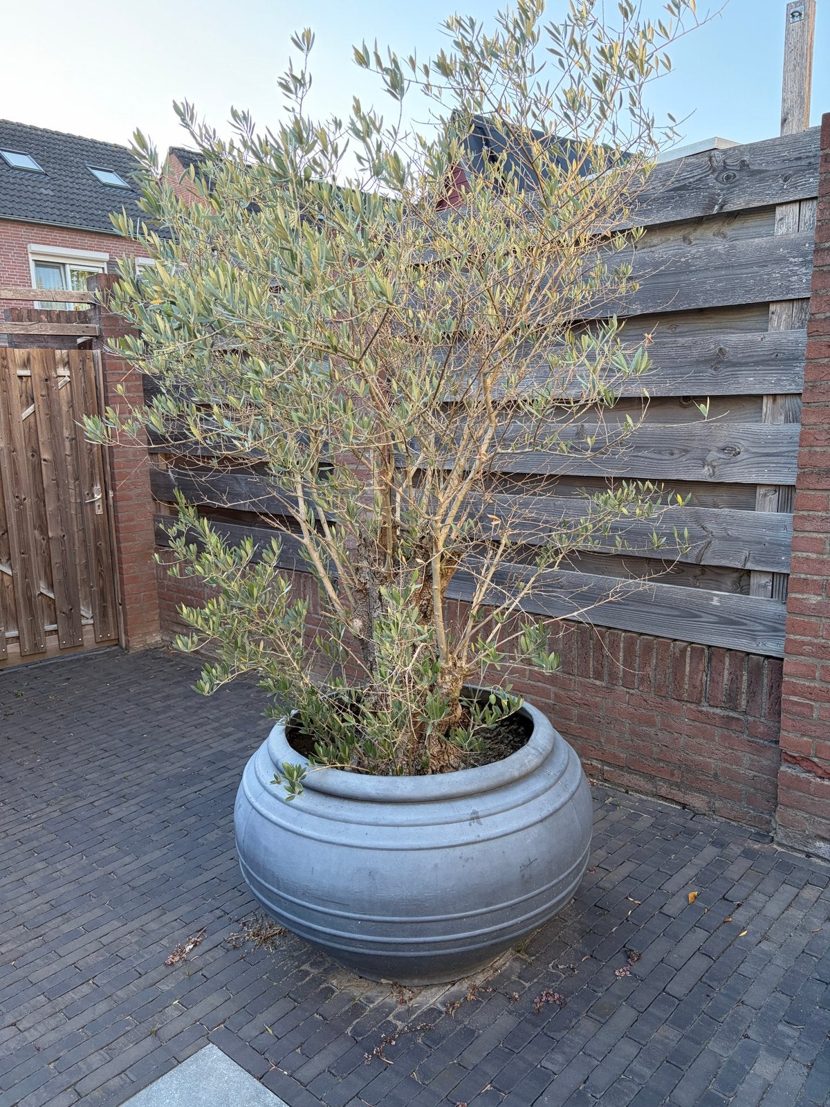 Olijfboom in grote pot, Overige soorten, Volle zon, Vaste plant, Ophalen of Verzenden