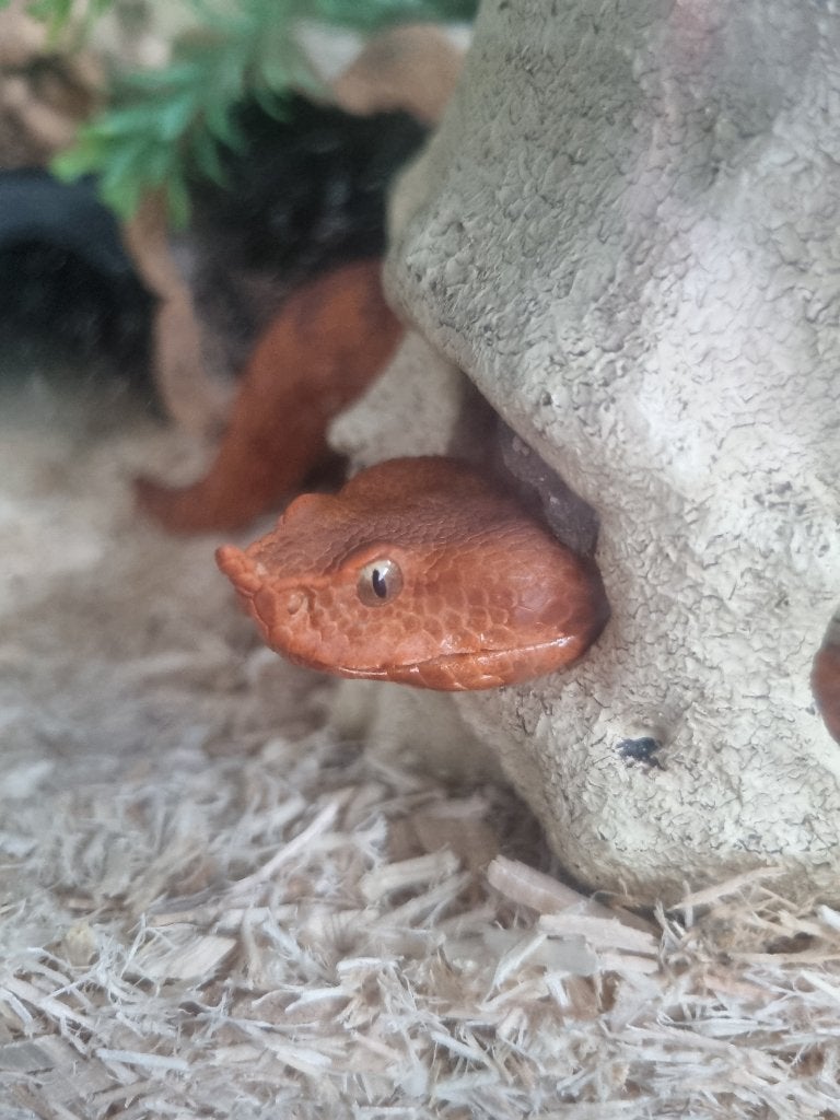 Vipera ammodytes 0.1 (2020), Slang, 3 tot 6 jaar