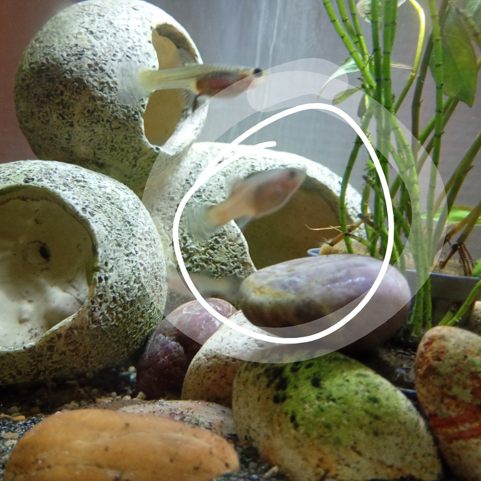 Jonge Platties., Vis, Zoetwatervis, Schoolvis