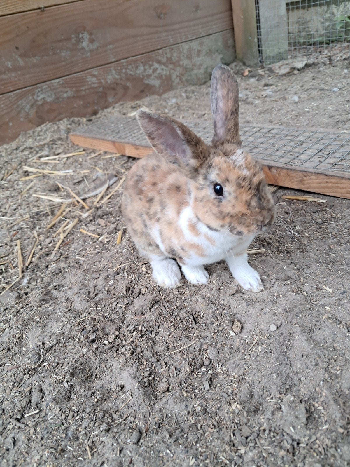 GRATIS Lieve konijntjes 🐰 - Koningsmantel x kleine Rex, Meerdere dieren