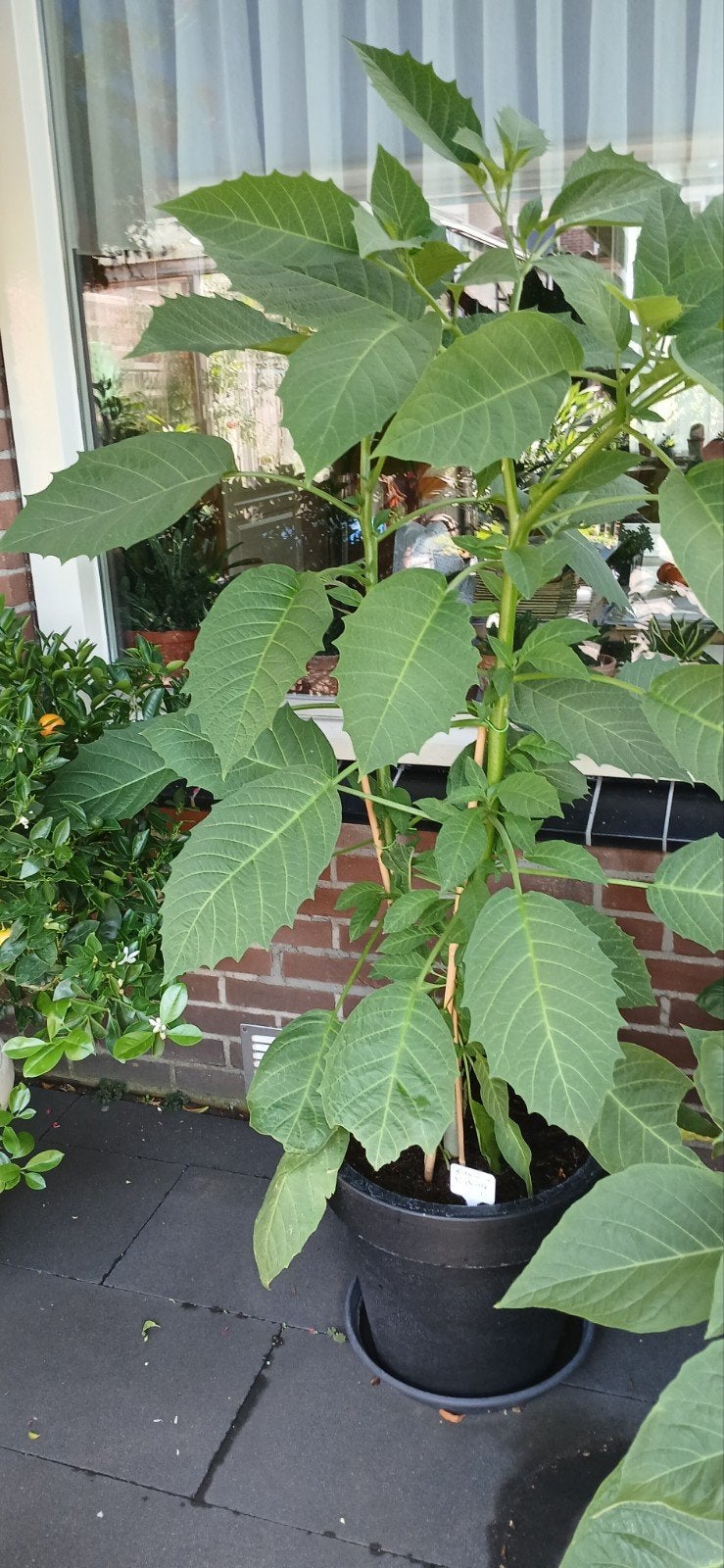 Roze Brugmansia - 1,75m hoog in 30cm pot, Ophalen, Zomer, Vaste plant, Volle zon
