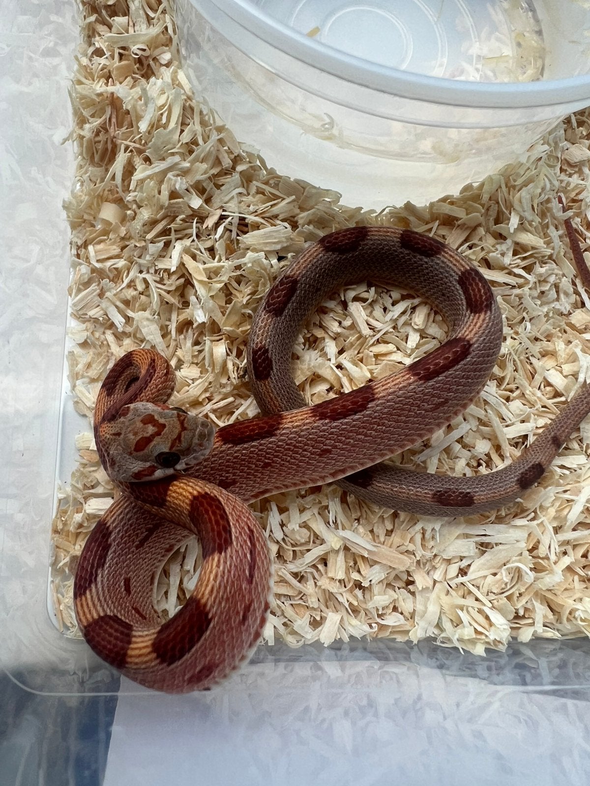 Rattenslangen 2025/26 Rat Snake photo 4
