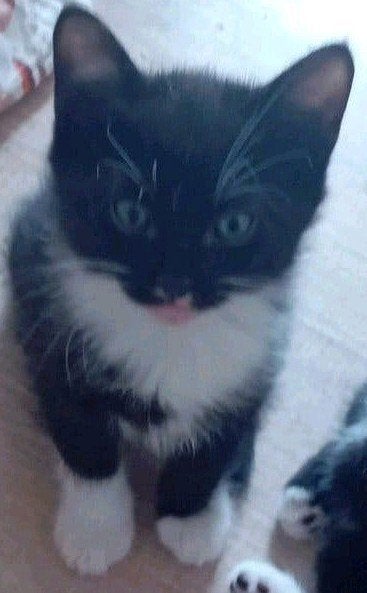 BEGAAL-Britsekorthaar, Dieren en Toebehoren, Poes, Ontwormd, 0 tot 2 jaar
