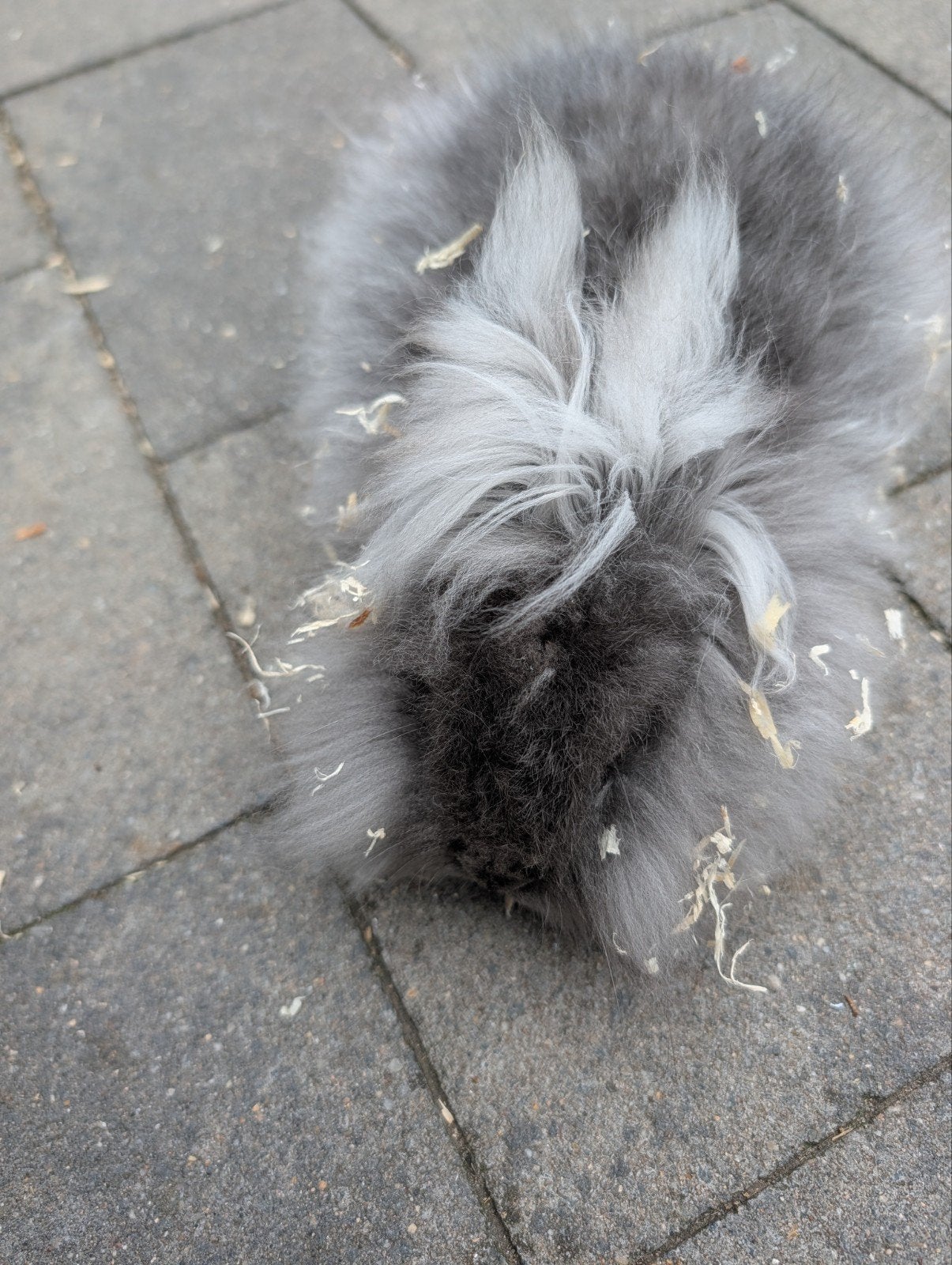 lief mannetjes konijn