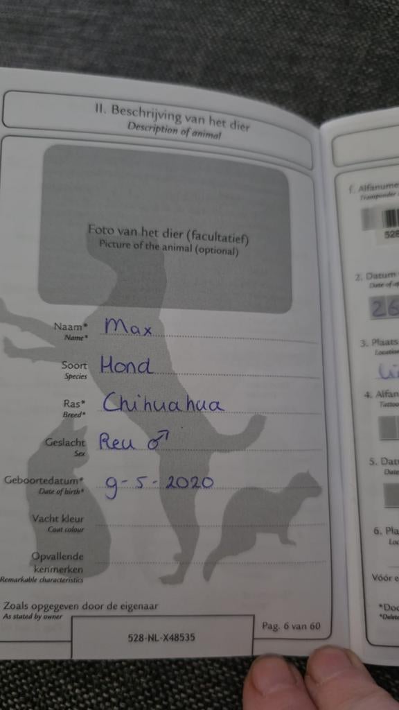 Chihuahua's, 6 jaar of ouder, Reu, Meerdere, Chihuahua