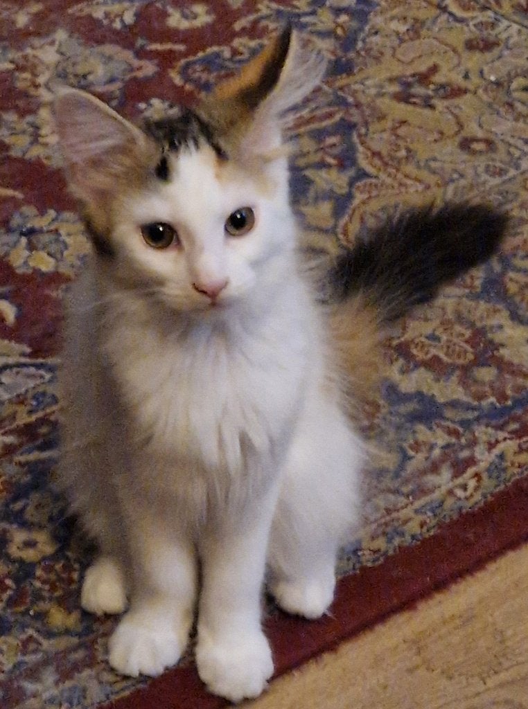 Nog 1 Maine coon kitten mag meteen mee, Poes, Gechipt, 0 tot 2 jaar