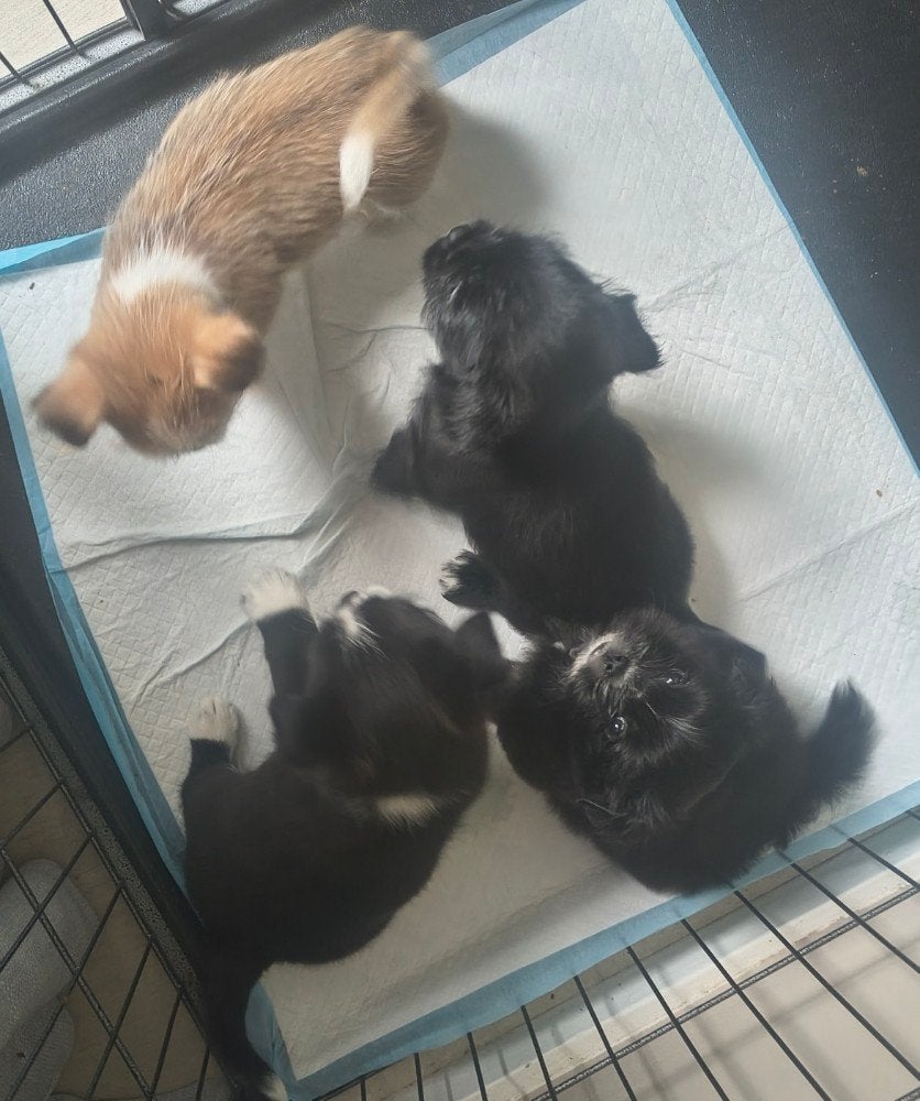 Shih tzu/ Chihuahua,s, Overige rassen, 8 tot 15 weken, Meerdere, Meerdere dieren