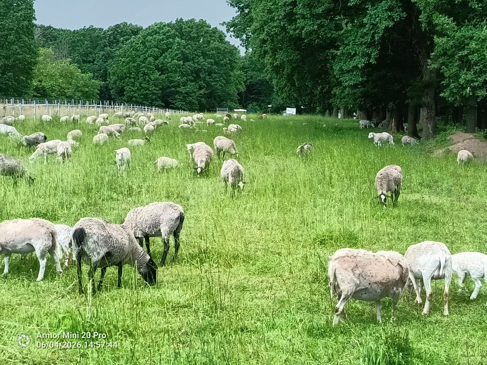 Romanov ooien, Dieren en Toebehoren, Schapen, Geiten en Varkens, Vrouwelijk, Schaap