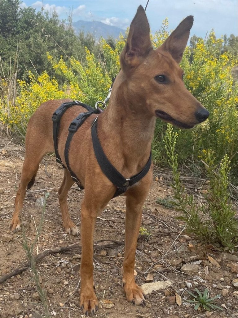 ACE: Deveney is een superlief hondje, Particulier, 1 tot 2 jaar, Buitenland, Teef