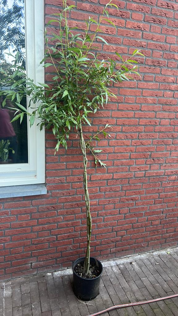 Gevlochten wilg, Tuin en Terras, Planten | Bomen, Ophalen, Volle zon, Overige soorten
