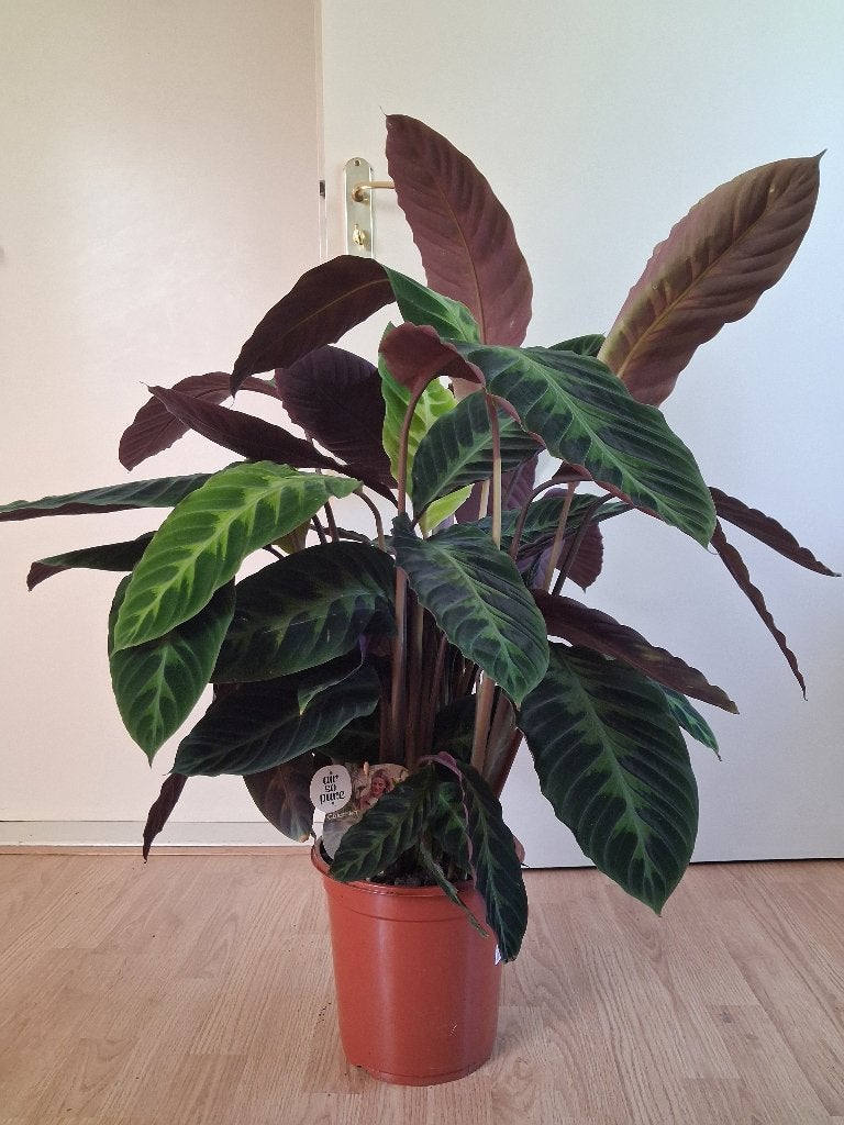 XL Calathea Warscewiczii/Goeppertia Warszewiczii-Pauwenplant, Ophalen, 100 tot 150 cm, Overige soorten, Halfschaduw