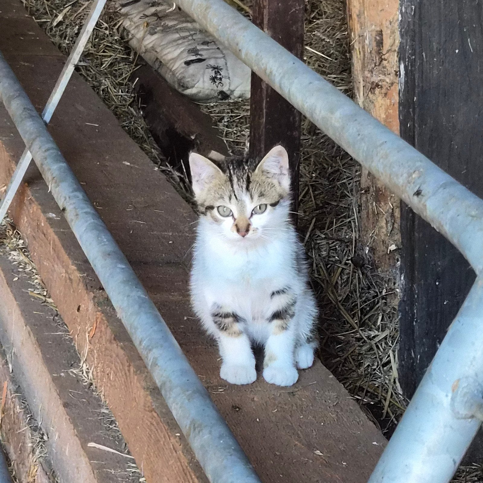 Te koop : boerderij kittens (1 poes , 2 katers), Meerdere dieren, Kortharig, 0 tot 2 jaar