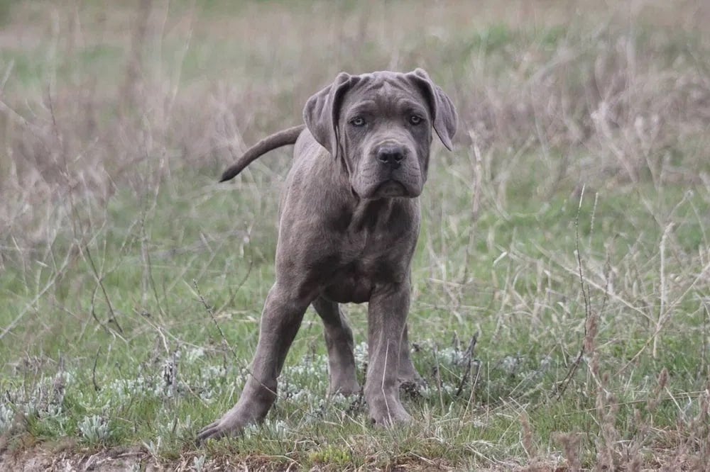 Prachtige Cane Corso puppy's, Dieren en Toebehoren, Overige rassen, 8 tot 15 weken, Meerdere, Meerdere dieren