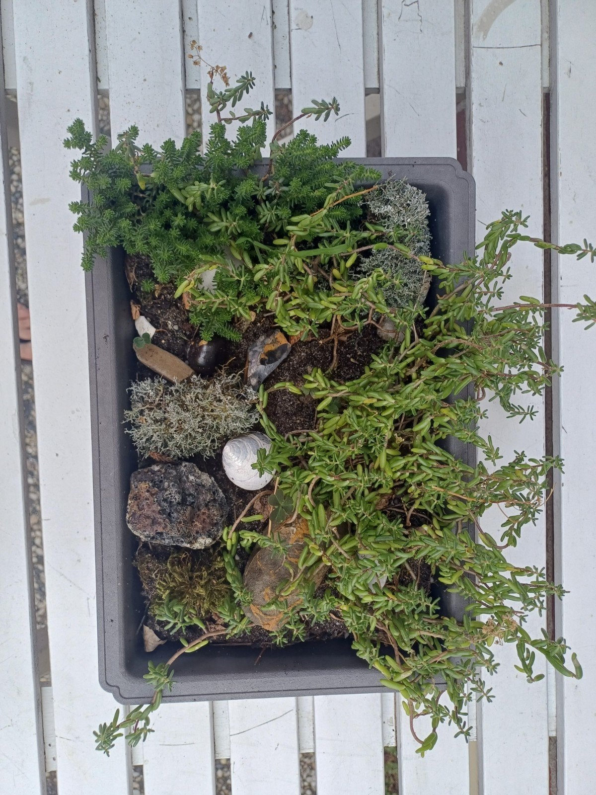 Sedum sexangulare & Delosperma nubigenum in pot, Ophalen, Volle zon