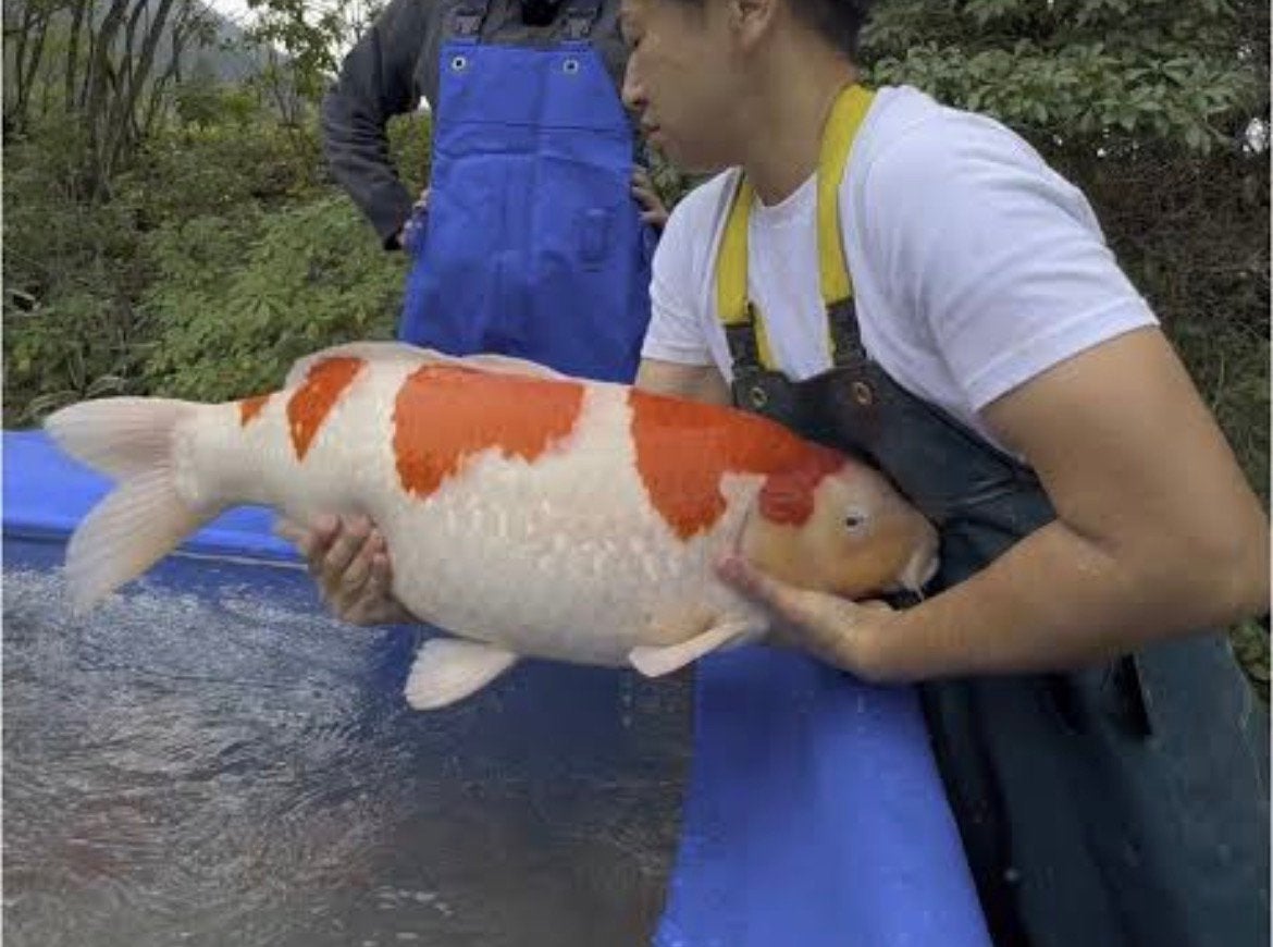 Gezocht. Grote kois of graskarper, Dieren en Toebehoren, Karper of Koi
