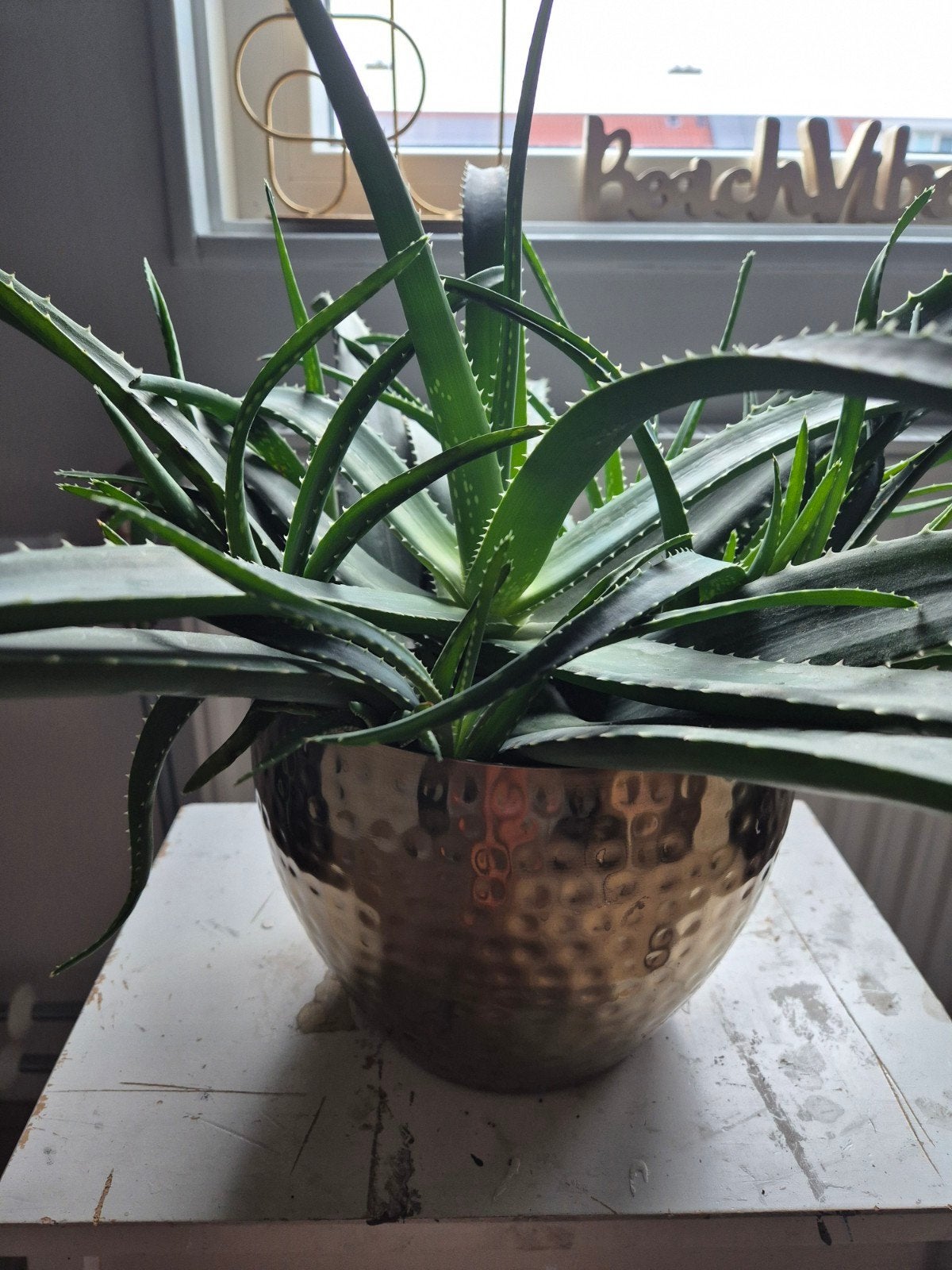 mooie Aloe Vera in gouden pot, Ophalen, Halfschaduw, Minder dan 100 cm