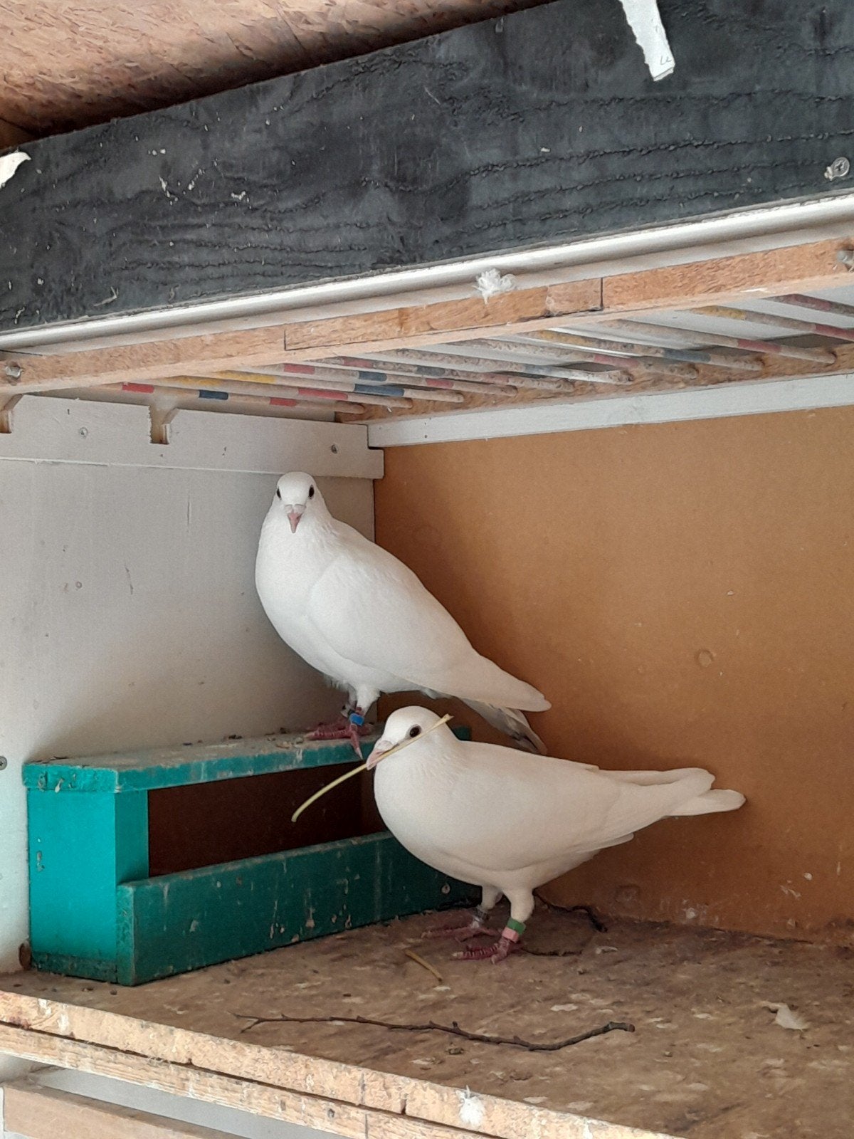 postduiven, Dieren en Toebehoren, Meerdere dieren, Postduif
