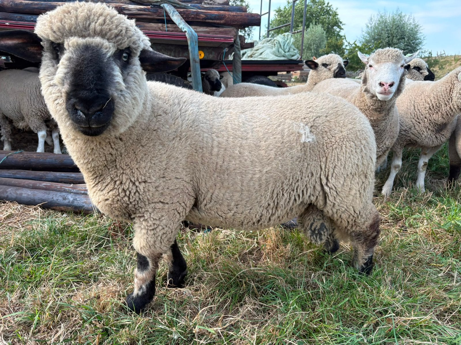 3 dek rammen Hampshire down., Mannelijk, Schaap