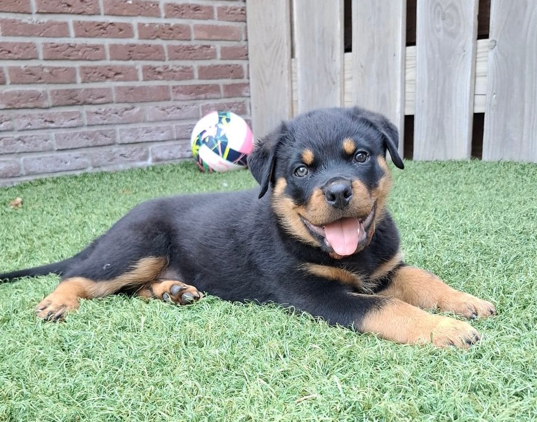Rottweiler pup (reu) mag het nest verlaten, Reu, 8 tot 15 weken, Eén hond, Rottweiler