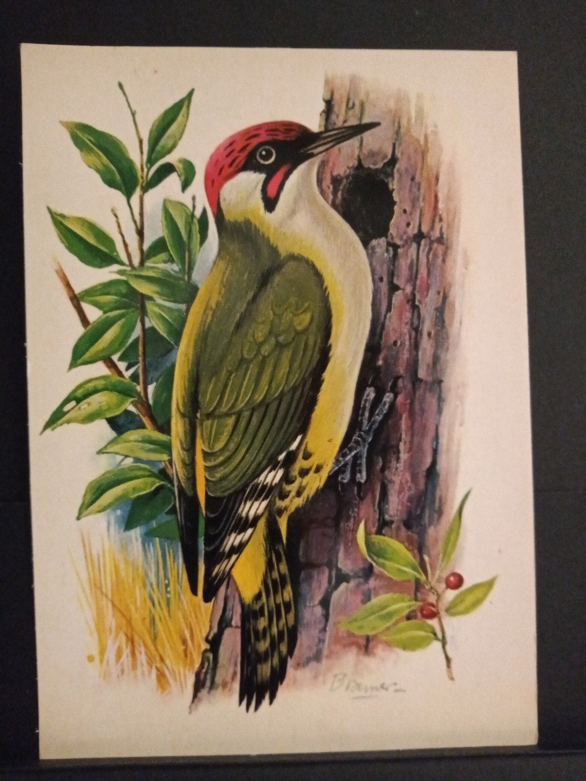 Groene Specht, Verzenden, 1980 tot heden, Ongelopen, Vogel