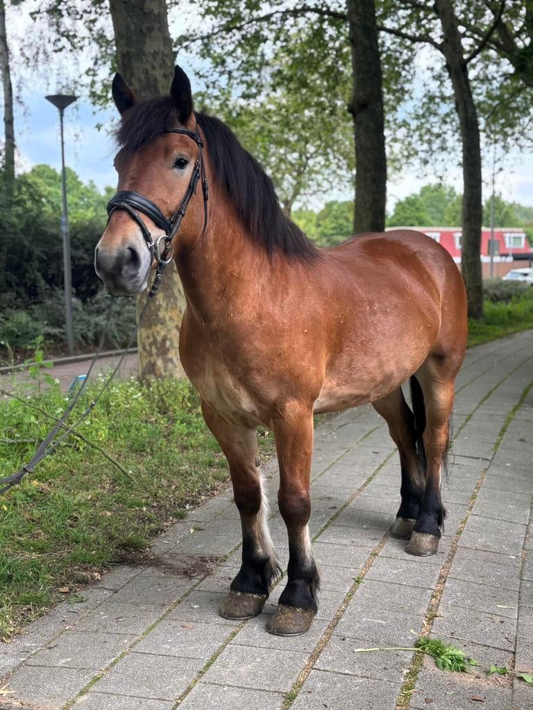 Fantastische allround pony te koop – Gambler, Dieren en Toebehoren, Minder dan 160 cm, B, Ruin, 3 tot 6 jaar