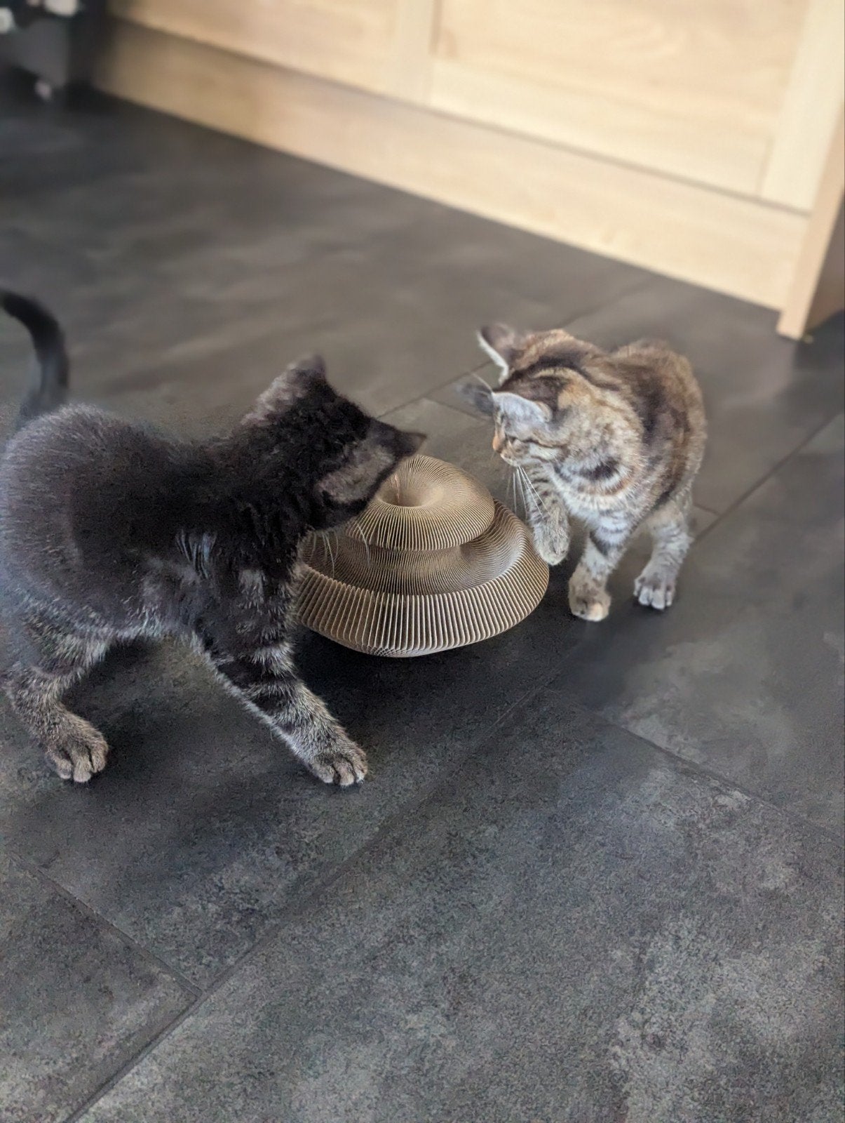 nestje lieve huis kittens en een iets oudere zwart witte, Dieren en Toebehoren, Meerdere dieren, Kortharig, 0 tot 2 jaar