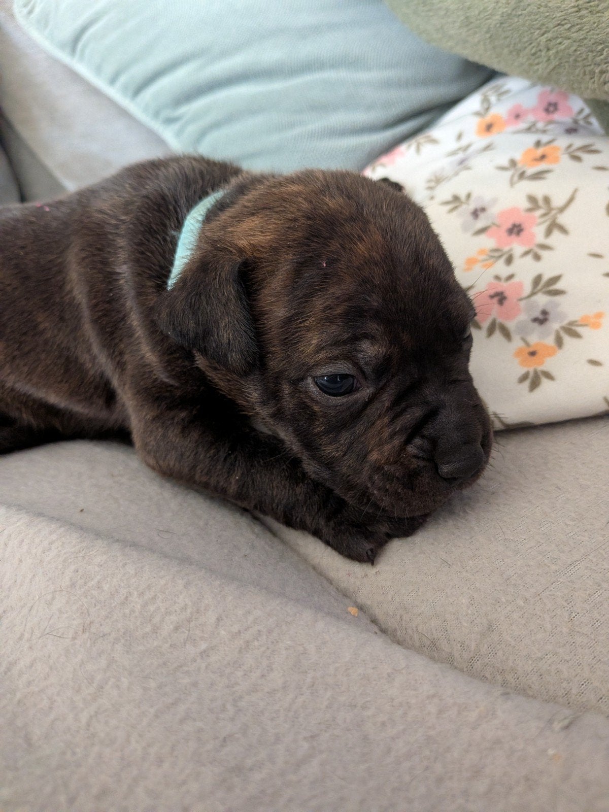 Deze knapperd is nog op zoek, Reu, 8 tot 15 weken, Eén hond, Nederland
