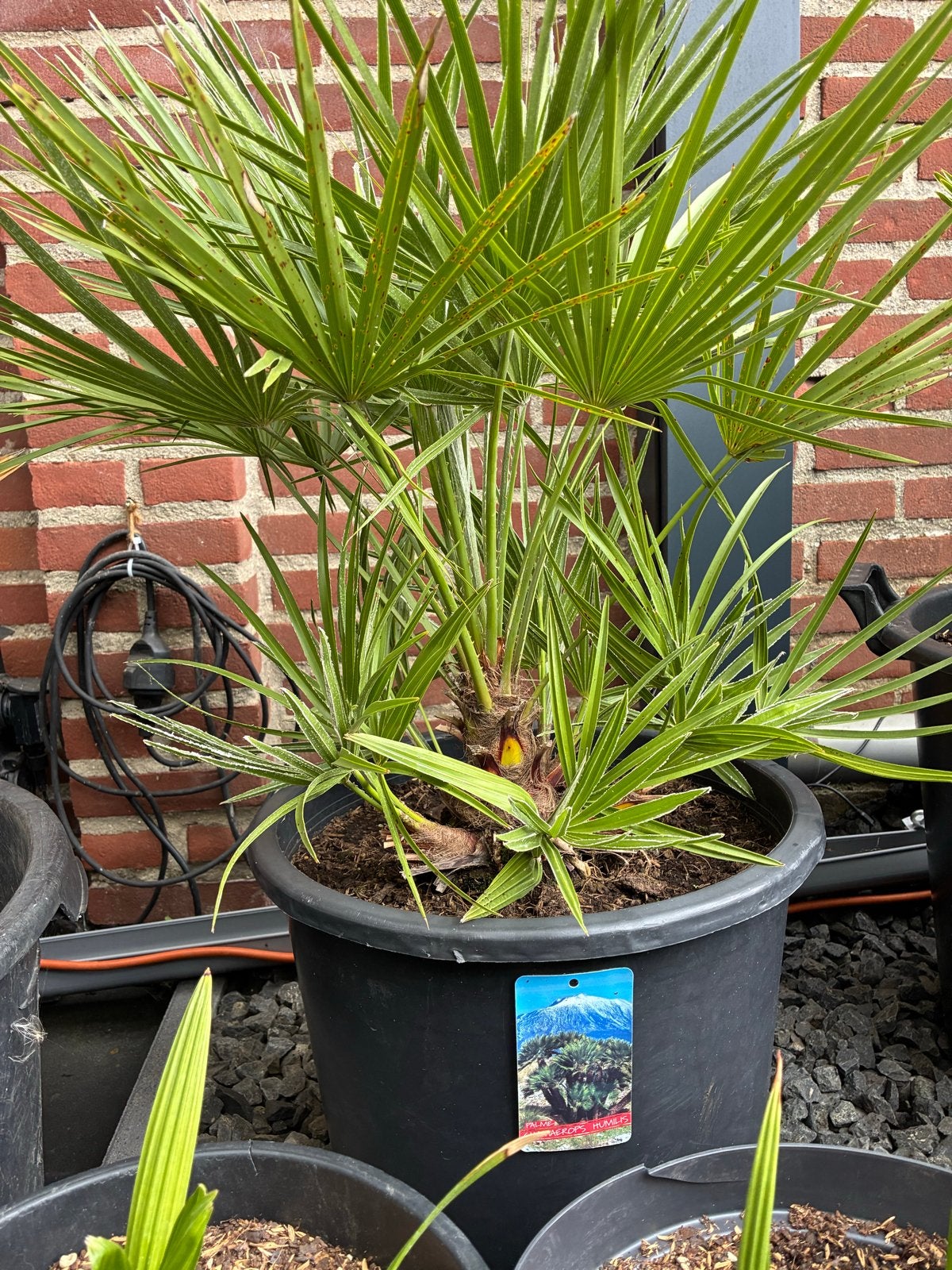 Chamaerops Humilis Palmboom - Winterhard