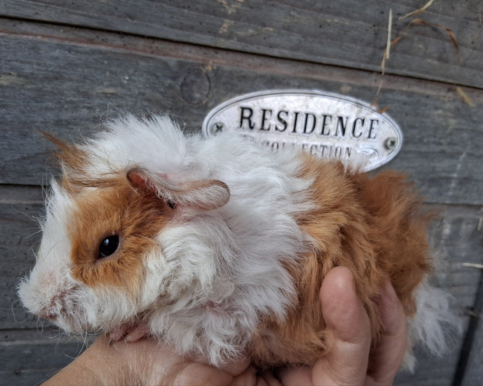 TK mooie lunkarya cavia zeugjes, Dieren en Toebehoren, Knaagdieren, Cavia, Vrouwelijk, Mei, Tam