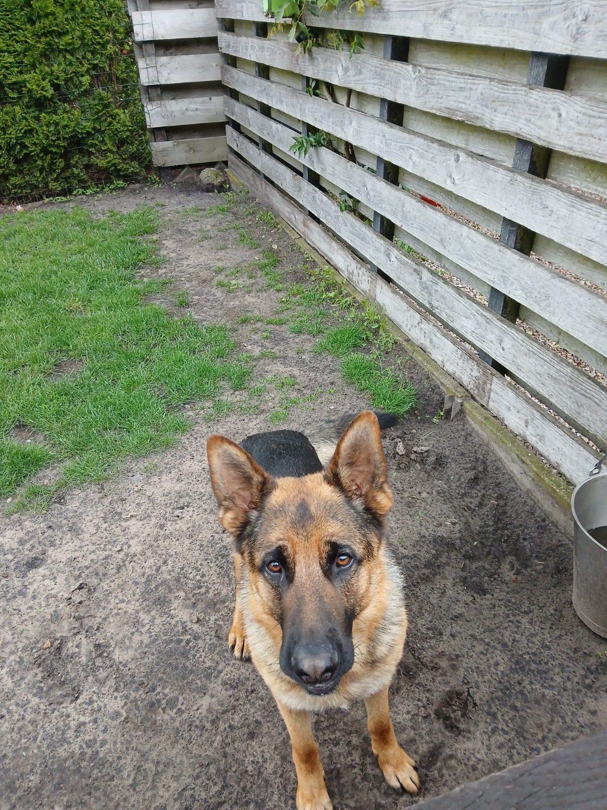 Duitse herder Cura, Reu, 1 tot 2 jaar, Eén hond, Herder