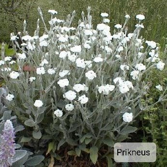 Geranium ooievaarsbek,vrouwenmantel ezelsoor sedum,prikneus, Ophalen, Vaste plant, Bodembedekkers, Halfschaduw