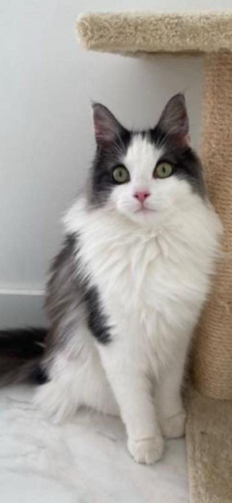 Lieve Maine Coon poes Snicker zoekt een nieuw thuis, Dieren en Toebehoren, Poes, Ontwormd, 3 tot 5 jaar
