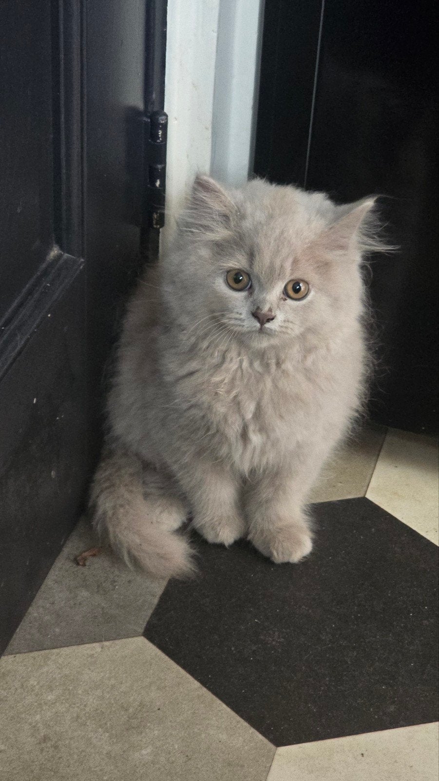 Prachtige Brits korthaar en langhaar kittens met stamboom, Meerdere dieren, Met stamboom, 0 tot 2 jaar