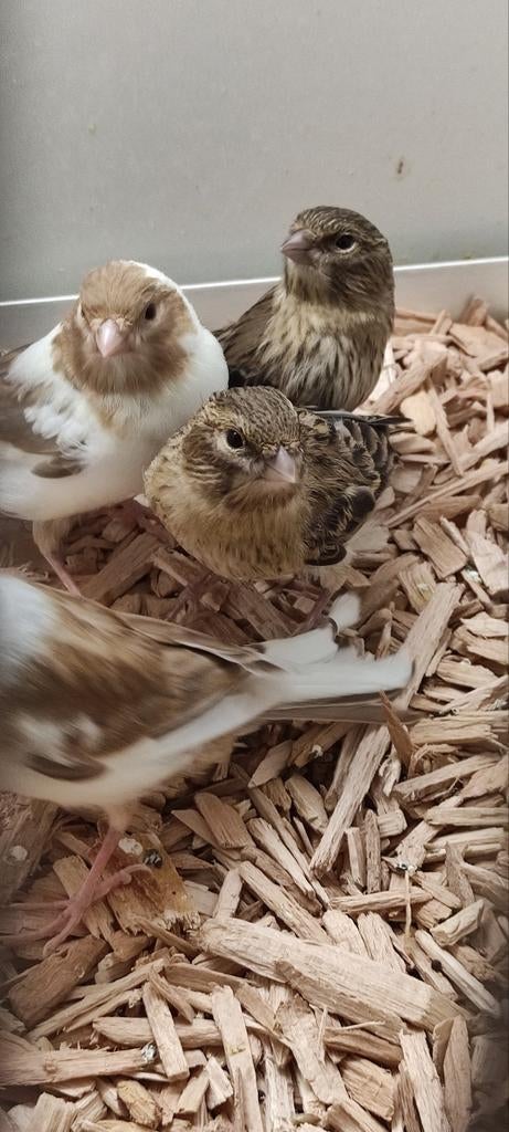 Kanaries te koop, Meerdere dieren, Kleurkanarie