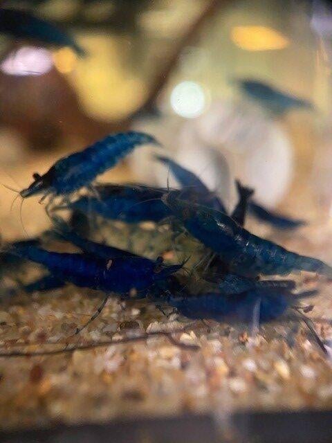 Blauwe garnalen, Dieren en Toebehoren, Vissen | Aquariumvissen, Overige typen, Zoetwatervis