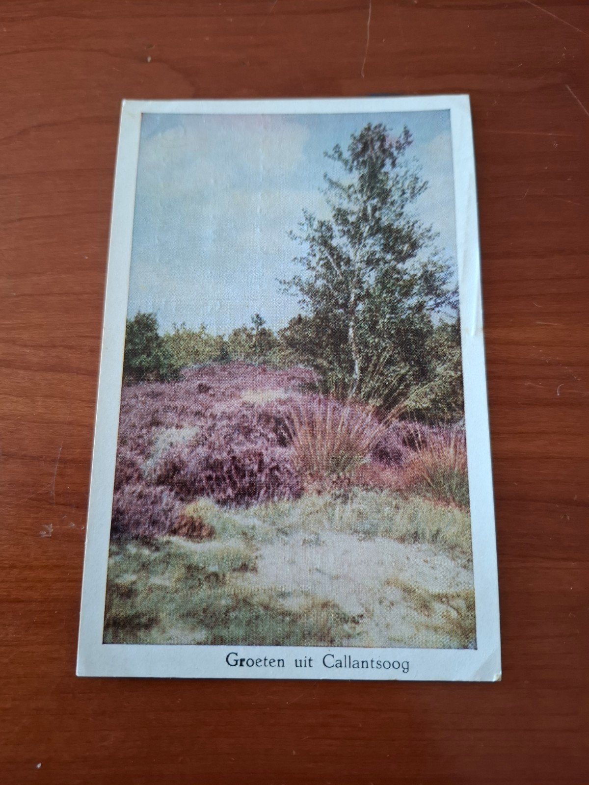 Ansichtkaart Callantsoog Heide duinen (Noord-Holland) 1979, Ophalen of Verzenden, 1960 tot 1980, Gelopen, Noord-Holland