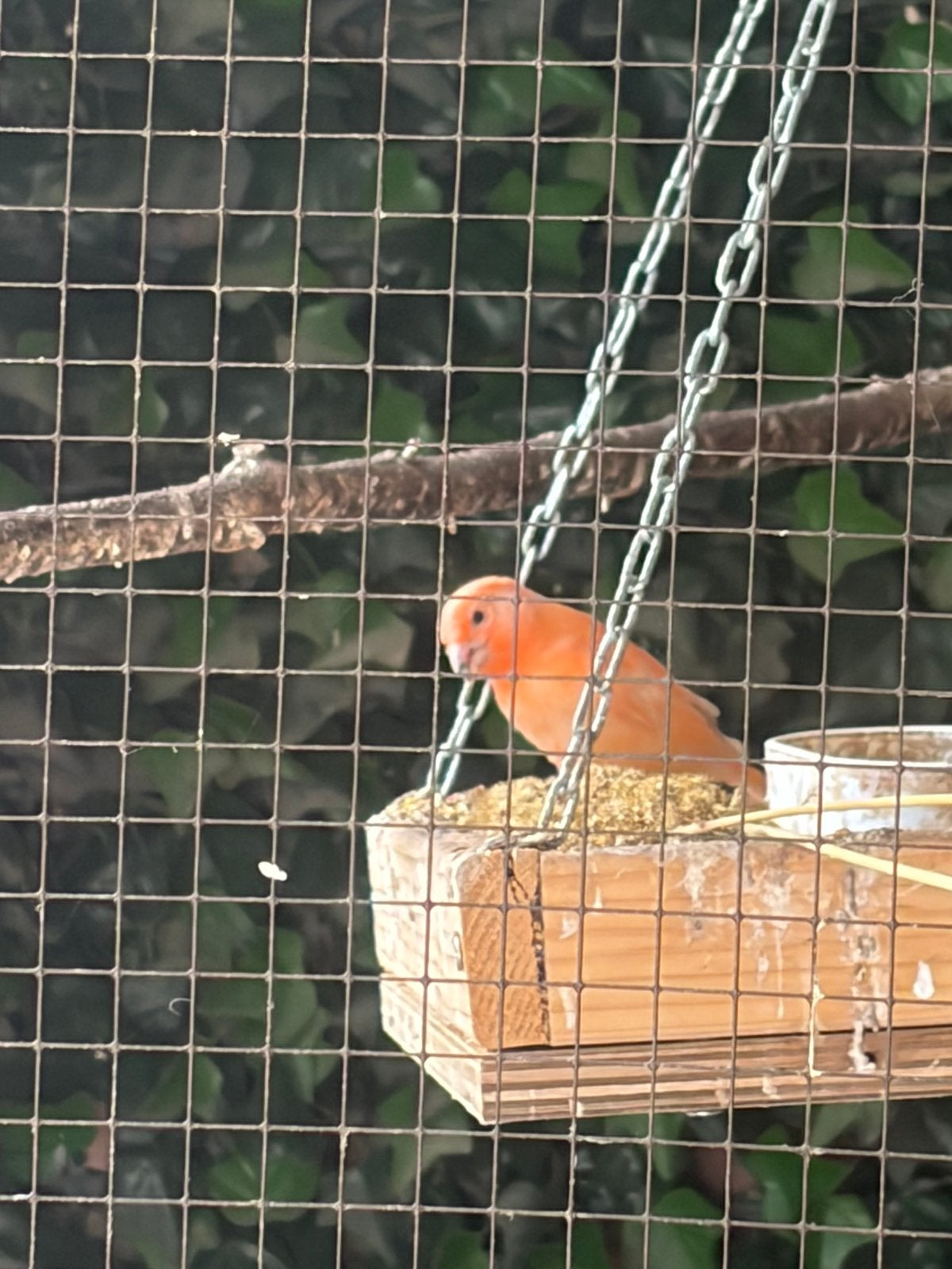 2 kanarie mannen 2026, Dieren en Toebehoren, Vogels | Kanaries, Mannelijk, Kleurkanarie
