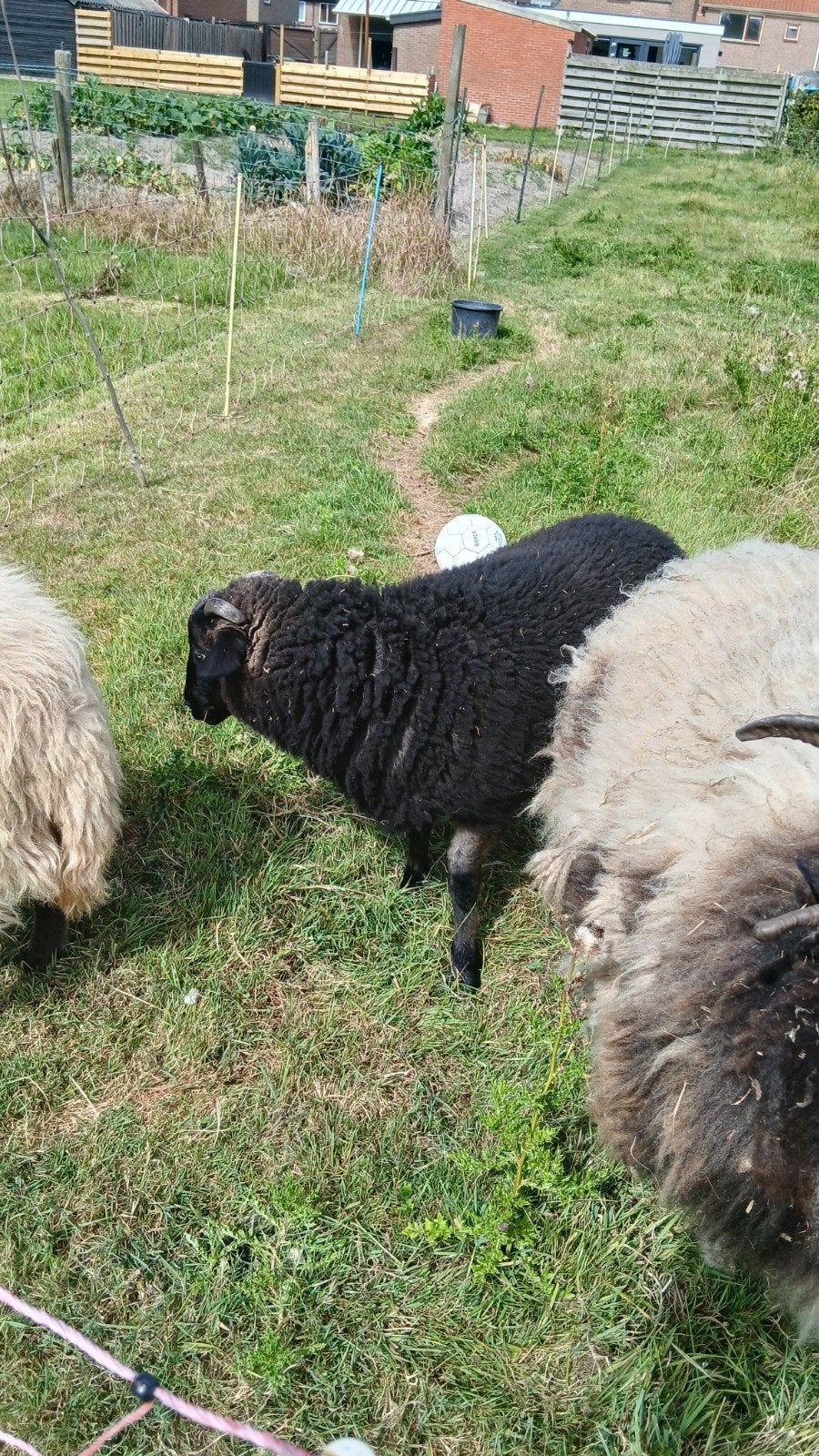 super lieve qusant ram, Mannelijk, Schaap
