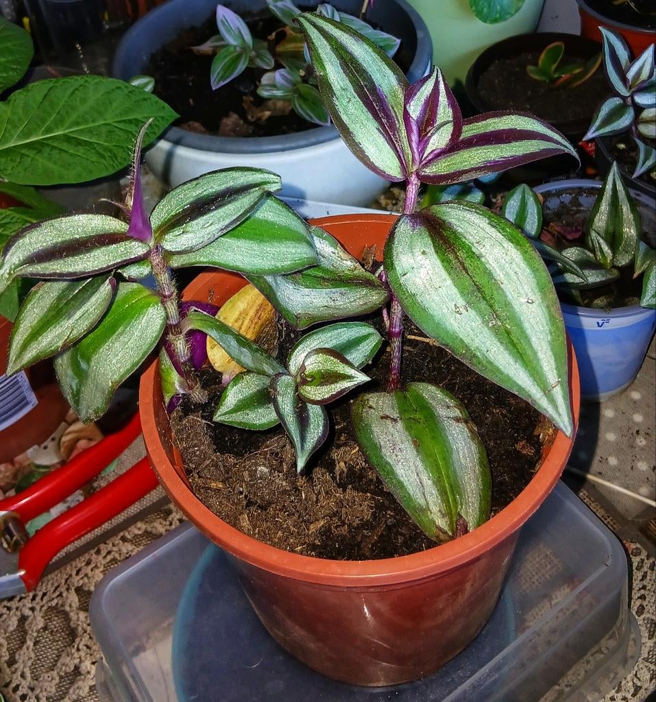Tradescantia zebrina te koop, Huis en Inrichting, Kamerplanten, Ophalen, Halfschaduw, Minder dan 100 cm