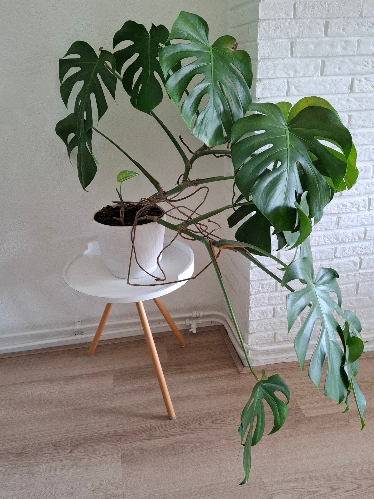 Monstera met pot, Huis en Inrichting, Kamerplanten, Ophalen of Verzenden, Halfschaduw, Minder dan 100 cm