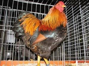 Wyandotte krielhaan gezocht., Dieren en Toebehoren, Pluimvee, Mannelijk, Kip