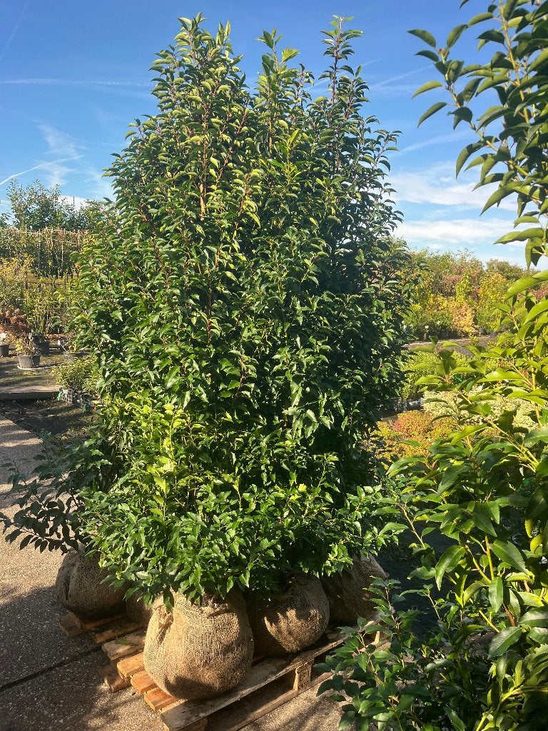 Portugese Laurier (Prunus Angustifolia) 200-225cm NU € 69,50, Ophalen, Laurier, Haag, 100 tot 250 cm