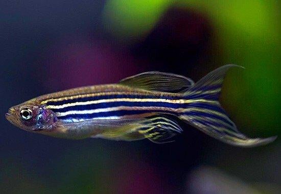 Zebra Danio Longfin - Brachydanio rerio - Koidreams Valburg, Vis, Zoetwatervis