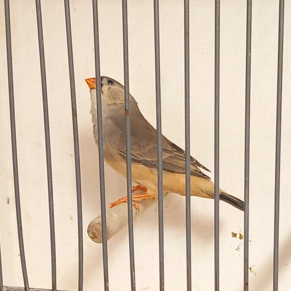 Mooie zwb/oranjeborst grijze zebravink pop,2026 (EK), Vrouwelijk, Tropenvogel