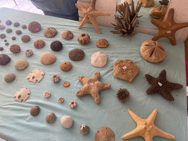 TROPISCHE ZEESTERREN 8 EURO P/S, Verzamelen, Ophalen of Verzenden, Nieuw, Overige soorten, Beeldje of Figuurtje