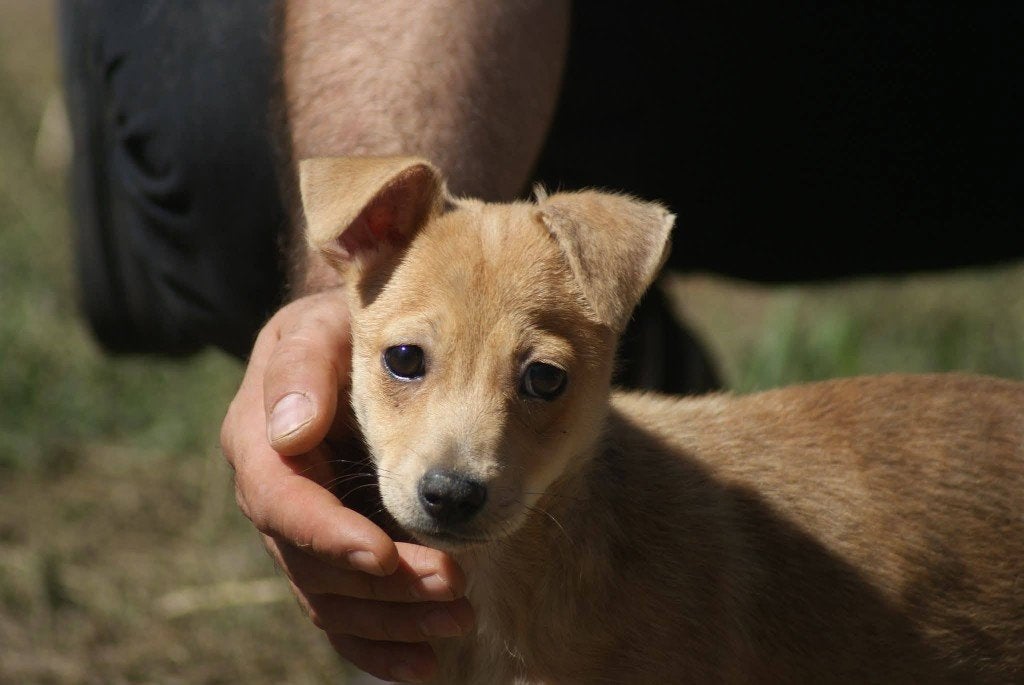 Vida kleine pup, teefje, Dieren en Toebehoren, Particulier, 15 weken tot 1 jaar, Buitenland, Teef