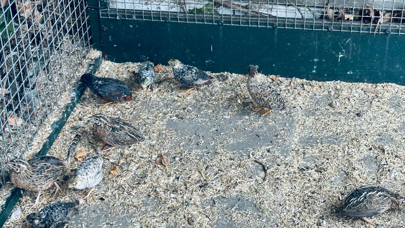 Chinese dwergkwartels, Dieren en Toebehoren, Vogels | Overige Vogels, Meerdere dieren