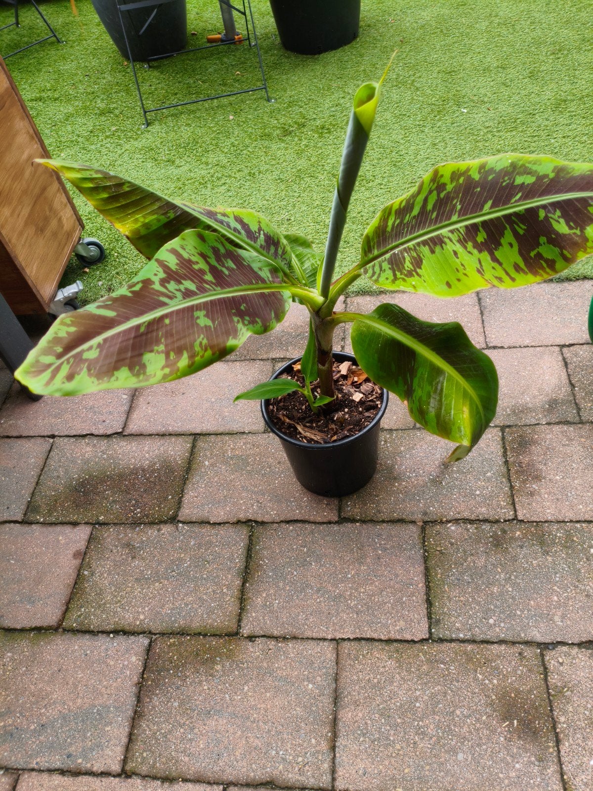 Dwerg bananenboom (Musa acuminata 'Dwarf Cavendish'), Ophalen, Overige soorten