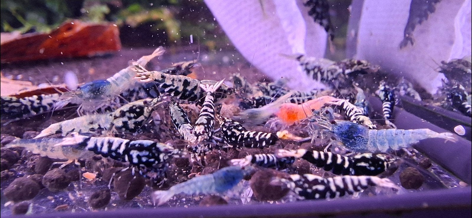 Wicked Stardust *uitgeselecteerd* caridina, Dieren en Toebehoren, Kreeft, Krab of Garnaal