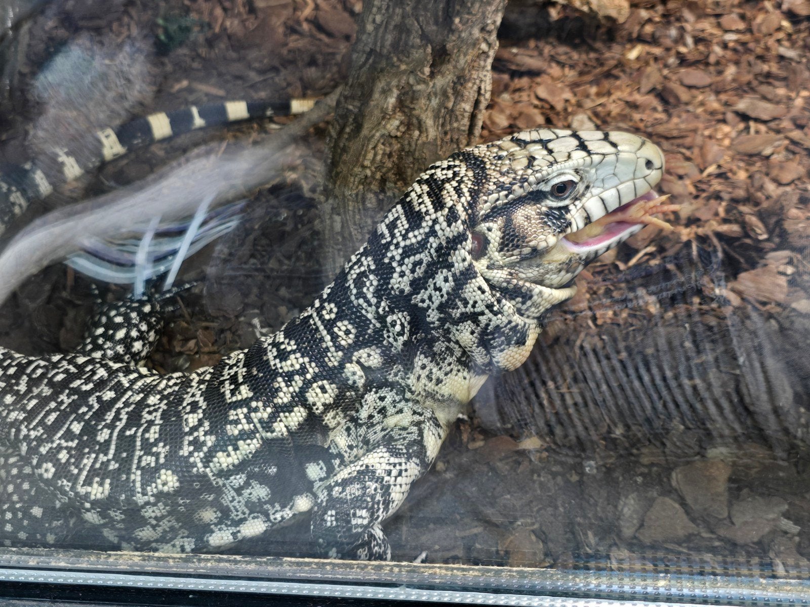Argentijnse teju (Salvator merianae) – 1.0 man – 3 jaar

Moo Tegu - male for sale from LOST TREASURES